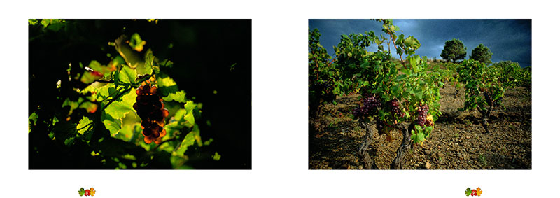 Les crus de Banyuls et Collioure
</br>
<h3>De la nature du roc aux vins précieux</h3> - 