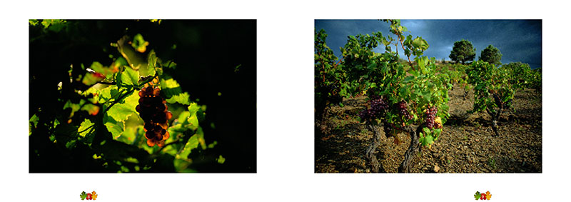 Les crus de Banyuls et Collioure
</br>
<h3>De la nature du roc aux vins prÃ©cieux</h3> - 